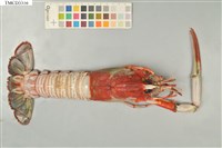 藏品(海神後海螯蝦)的圖片